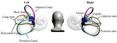 Design and analysis of HSC-BPPV diagnostic maneuver based on virtual simulation